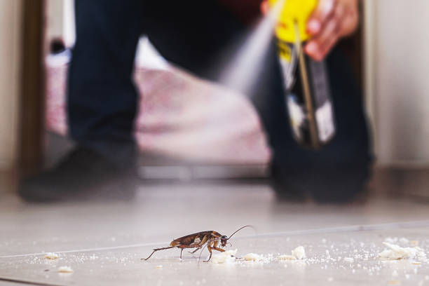 Best Termite Control Services  in Hillsbo, OR